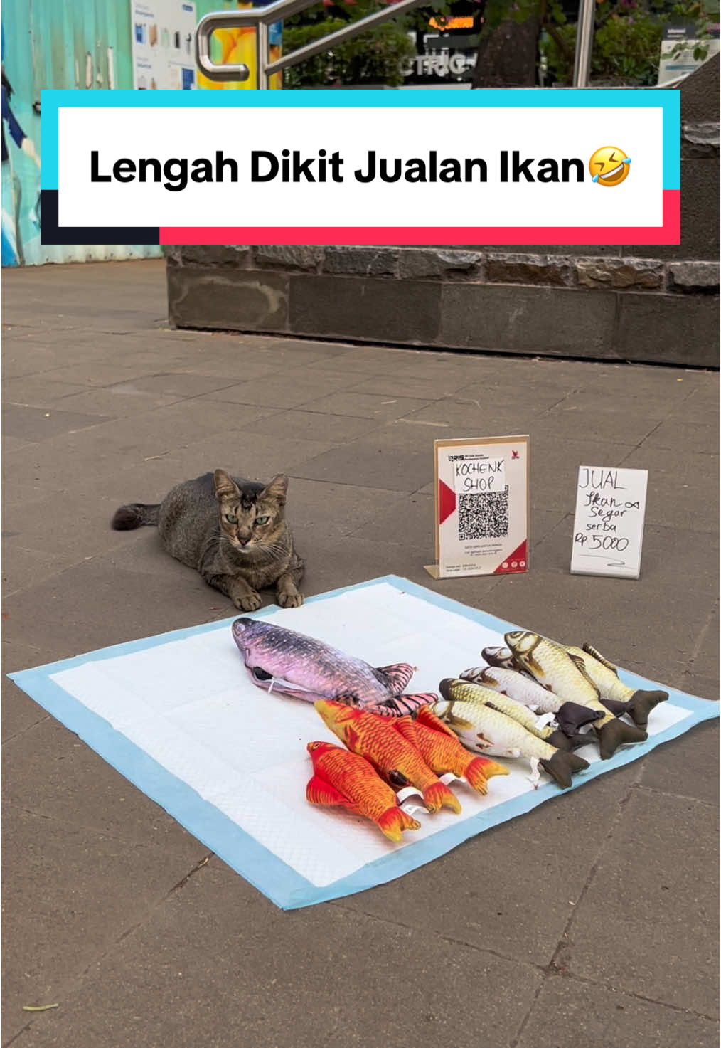 kalo begini amanah ga nih penjualnya🤣 #memekucing #kucinglucu #kucingjualan #catlover #fyp 