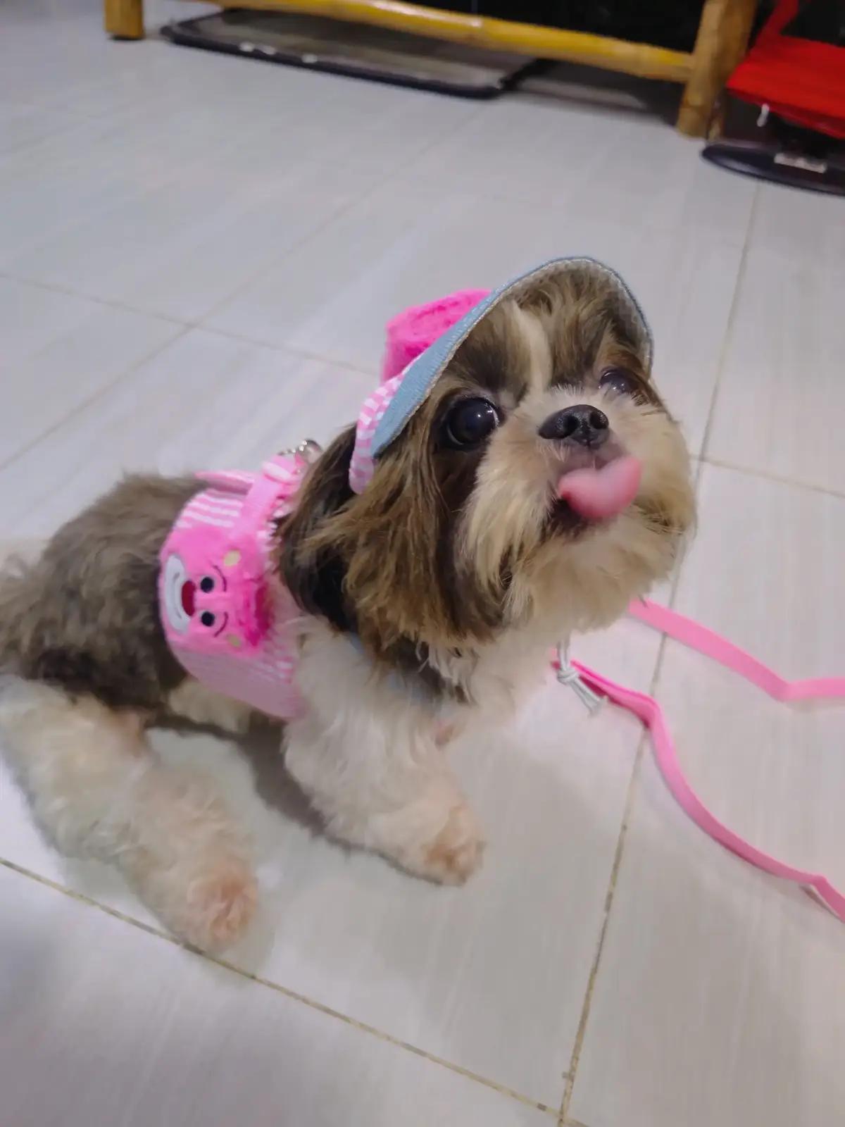 Cutie Nabi in her Pink Bear Harness and Leash with Cap. 😍 #dog #dogsoftiktok #shihtzu #cutedog #furbaby #doglife #shihtzulife #doglover #cocoandnabi 