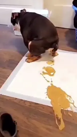 #funnydogs #funnyanimals #petvideos#cutepets #challenge #fyp
