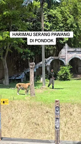pekerjaan paling berbahaya di dunia. #harimausumatra #harimau #balisafari #kebunbinatang 