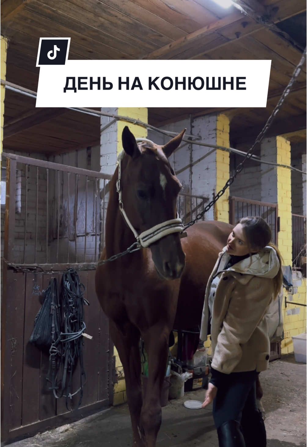 Подписывайся, у меня все о лошадях и конном спорте 🐎 #лошадница