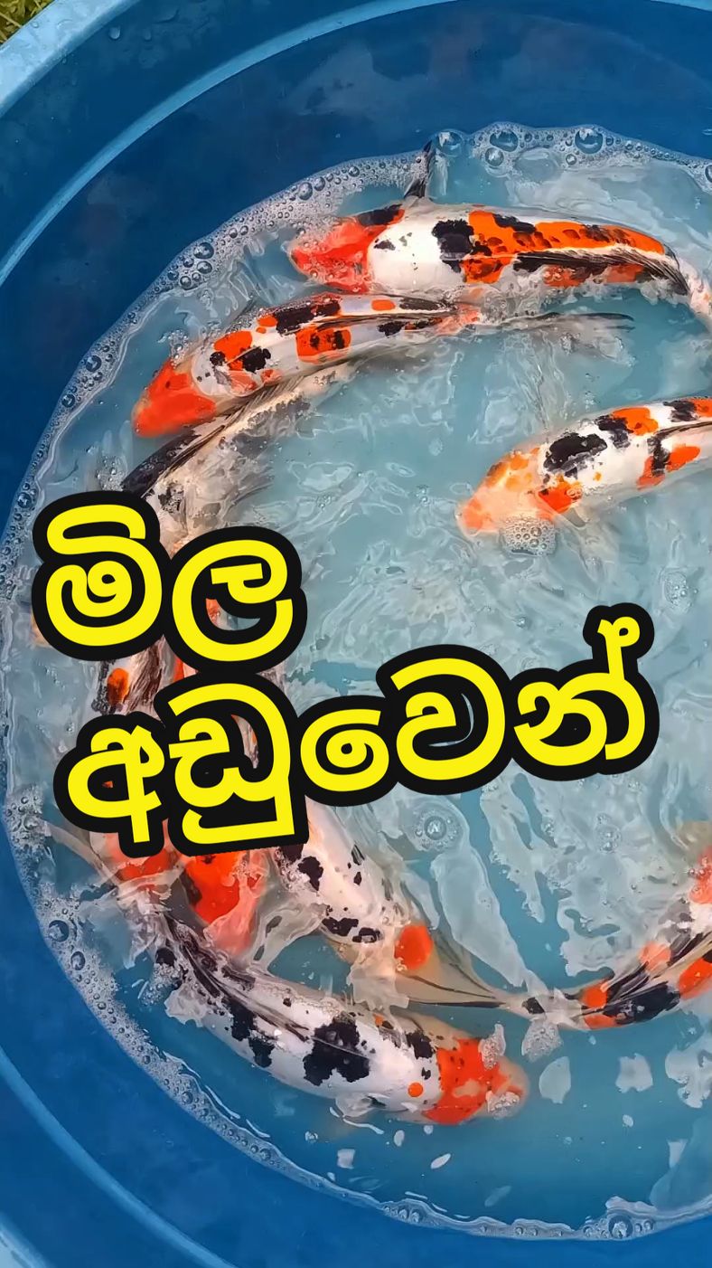 මිල අඩුවෙන් ලංකාවේ ඕනෑම තැනකට එවනවා අපි. #goviral #fypシ゚viral #fypp #koi #koicarp #carpfish #onemillionaudition #carpfish #koiinsrilanka #fyp #japanesekoi #ireland #koiponddesign #freshwaterzoo #foryoupage