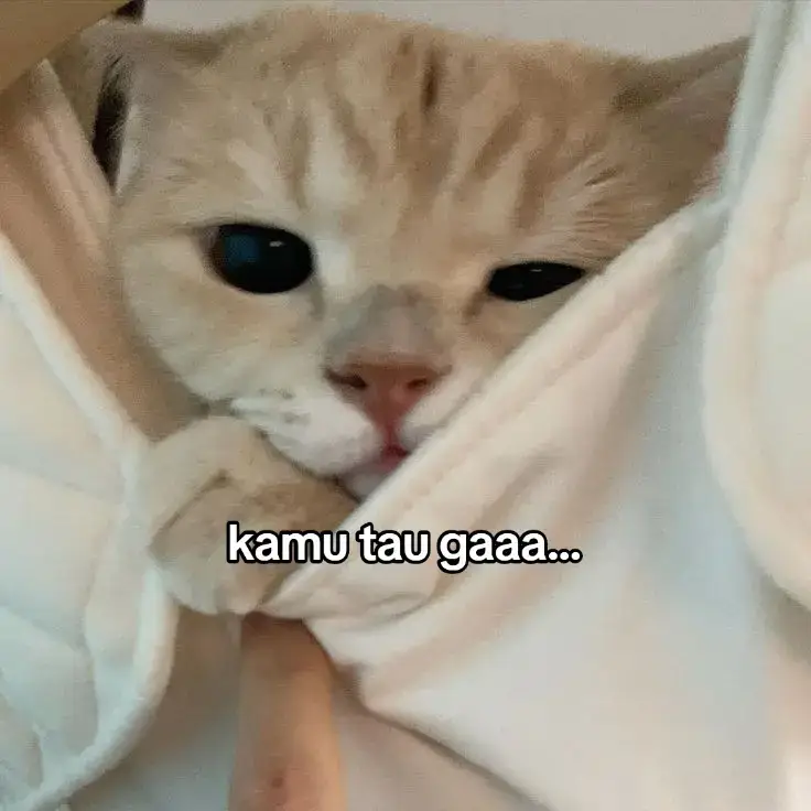 #cat #catsoftiktok #kucinglucu #kucingtiktok #sayang #foryou #foryoupage #fy #fyp #fypage #4u #kucing #cats #catlover #masukberanda #you #beranda #fypシ #fyppppppppppppppppppppppp 