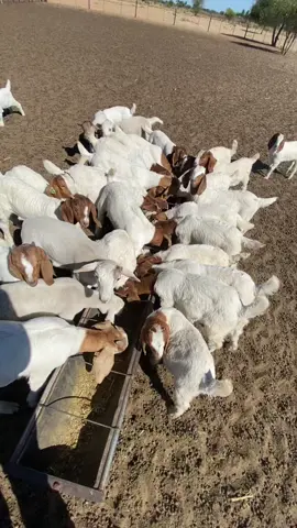 I believe one day things will turn Positive 🙏😉.   #goatsfarming #dorpersociety #tiktok🇧🇼🇿🇦 