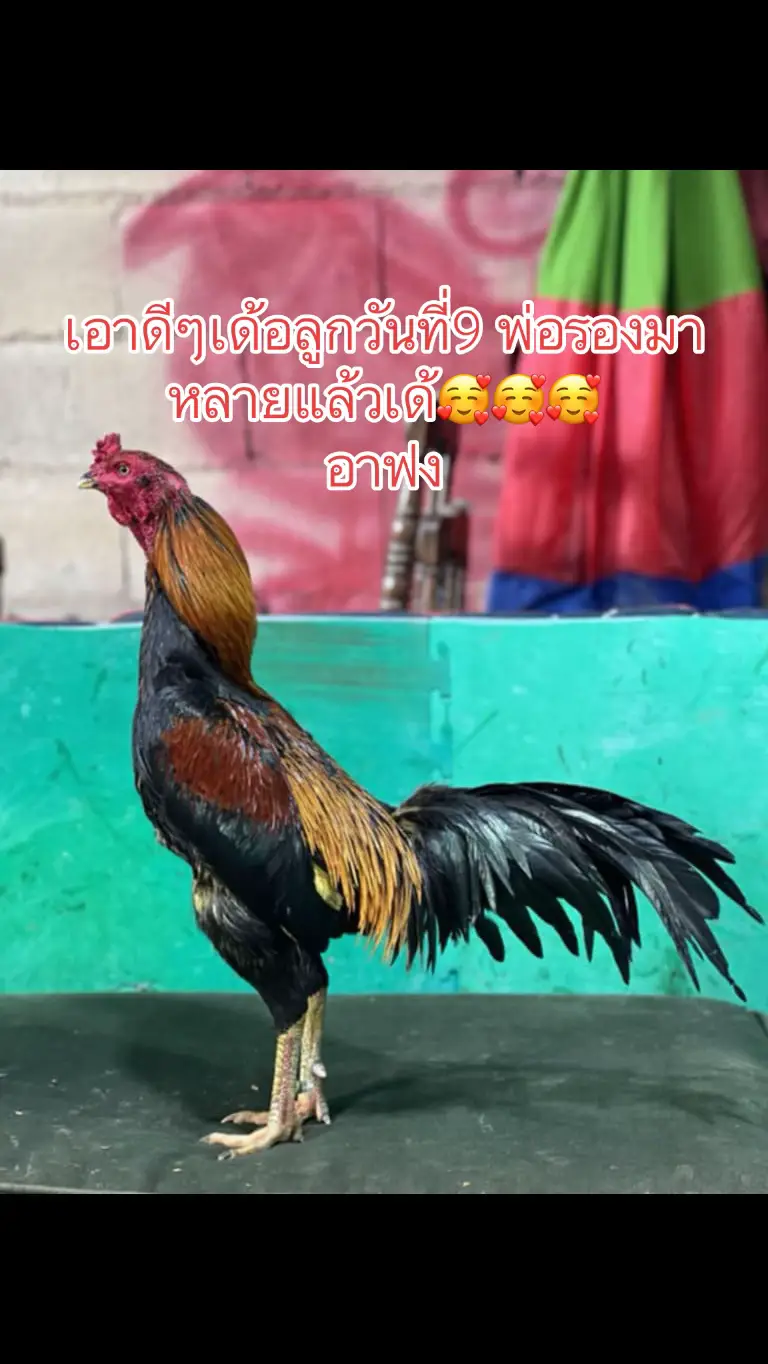 #คนเลี้ยงไก่ชนในเกาหลี 