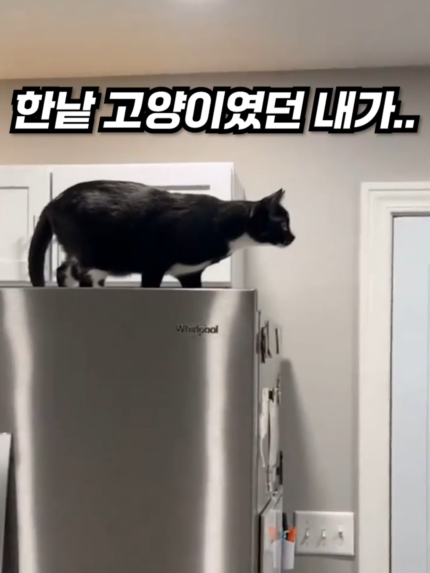 절대 쳐다봐서는 안될것을 봐버린 고양이 #고양이 #냥이 #안돼 #fyp