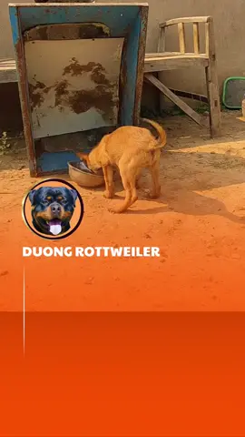 #dog #malinois #dogsoftiktok #duyduongrottwiler 