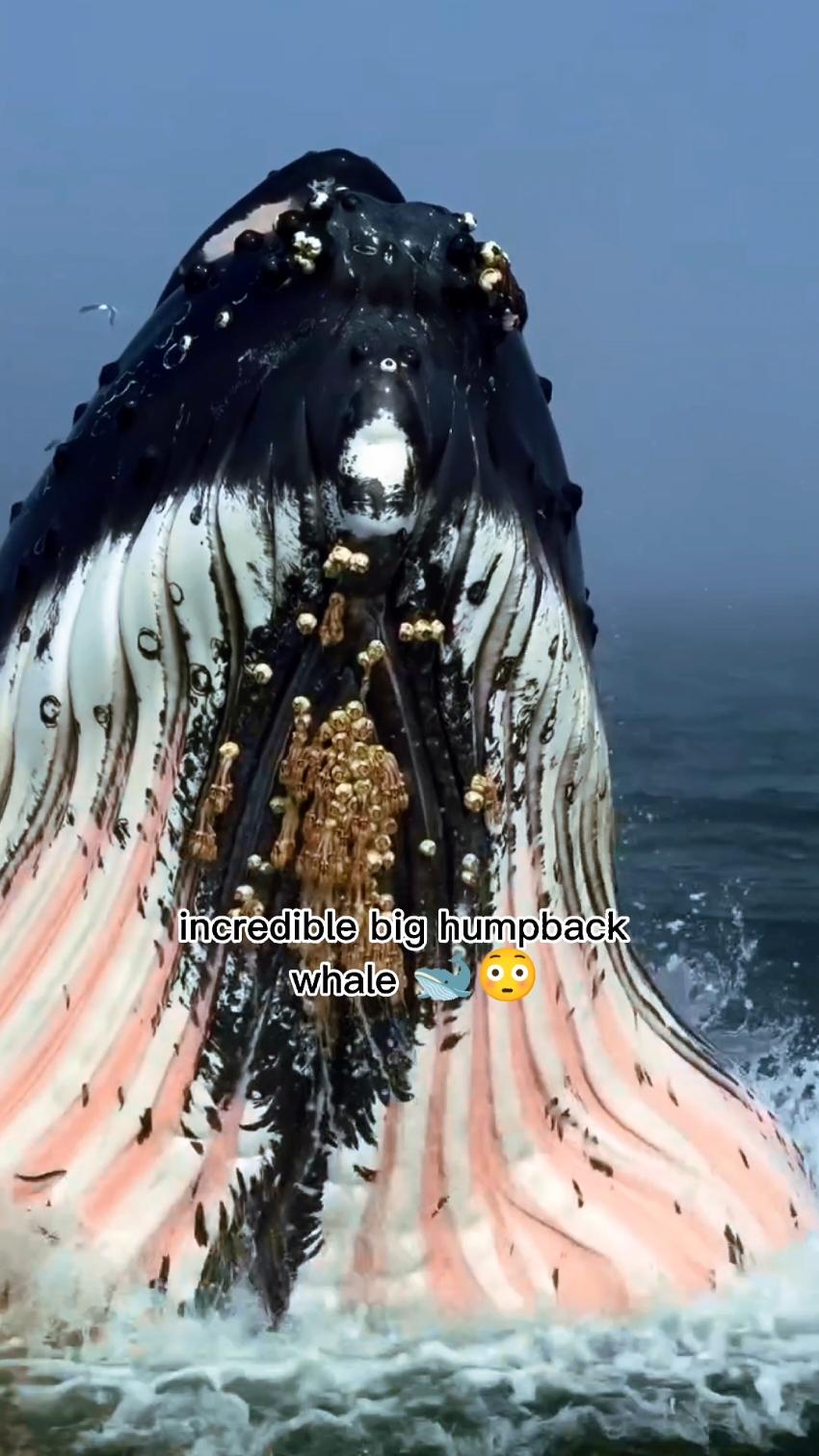 #Capcut incredible hungry humpback whale 🐳😳#humpbackwhales #bigwaves #northsea #ocean #scary #whales #nature #swimming #atlantic #orca #fin #sealife #grow #fyp #viral_video #foryo #foryoupag #@tiktokIDofficial @TikTok UK 