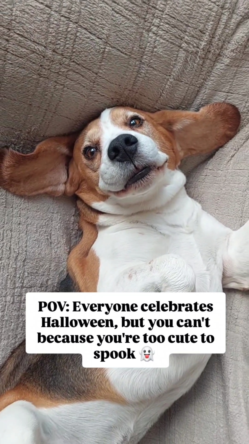 I'm too cute to spook. Like if you agree 😂🤣😂 #halloween2024 #beagle #beaglesoftiktok #cutedog 