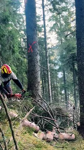 @PROFIFOREST GERMANY  😎🤌🫡 #fyppp #germany🇩🇪 #arbaitengermany🇩🇪 #germanyalpen #forestworker #hardworkers #gypsiarbait 