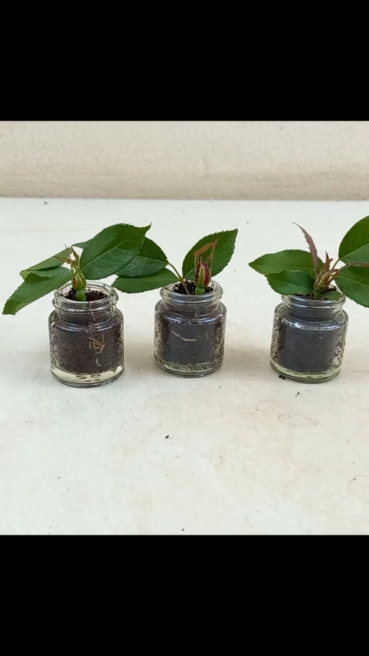 grow rose leaves hormone from Aloe Vere 🌹💯😍 #redrose #plants #leaves #aloevera #roses #fypシ #rose #redroses🌹 #FreshPlants #gardening #germany🇩🇪 #usa🇺🇸 #plantslife31 #HomeGreenery 