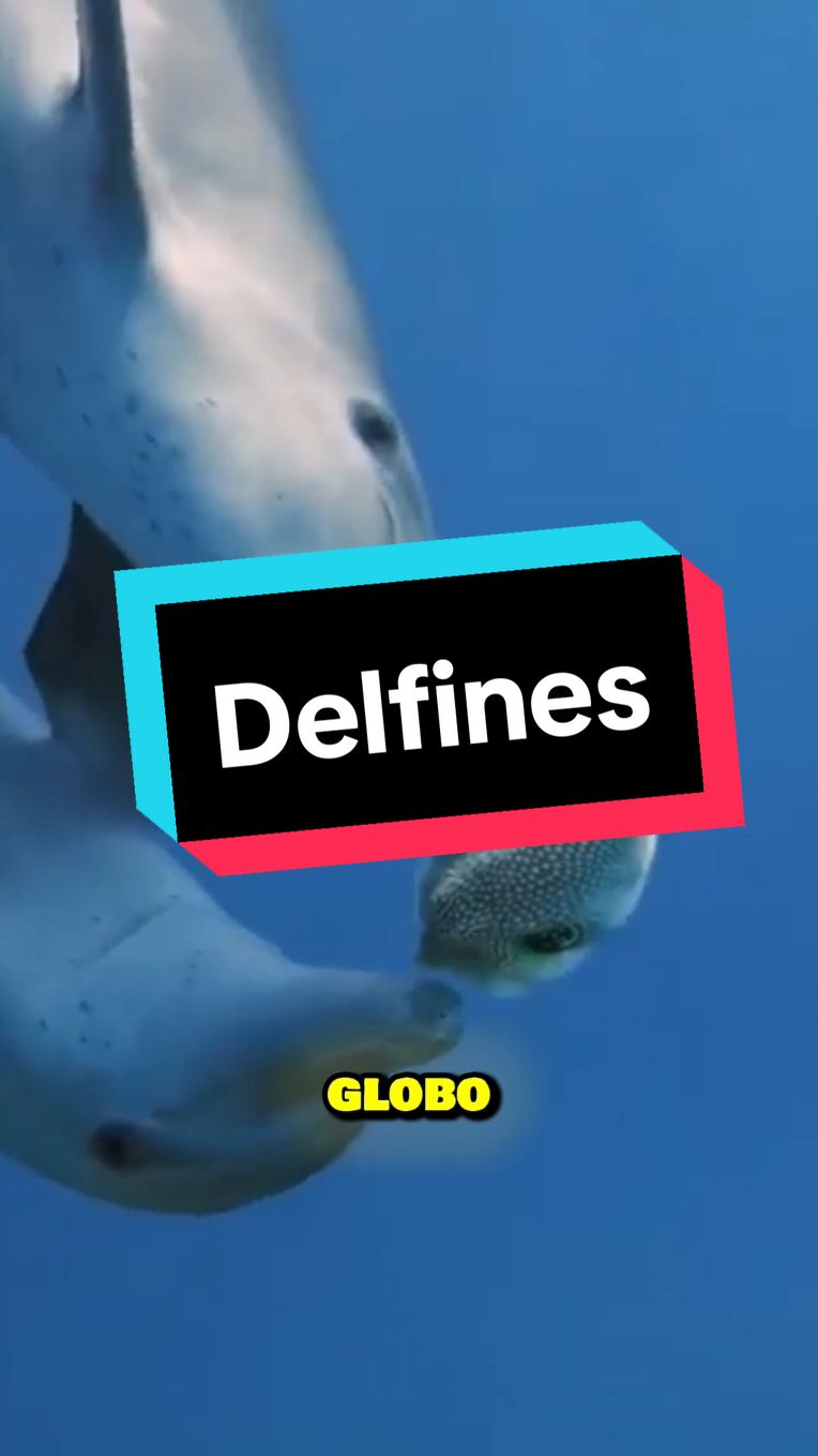 ¿Los DELFINES se Dr0g#n? 🐬 #animales #biologiadesdecero #biologia #educación #delfines #biologiamarina 