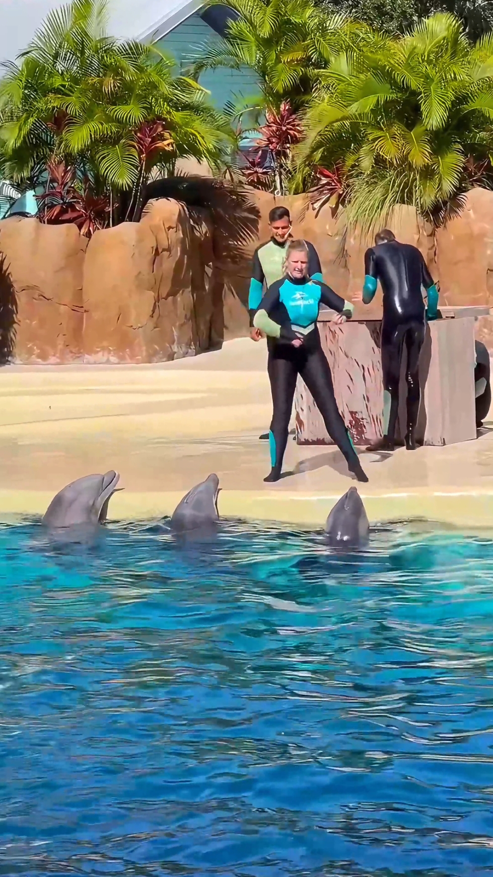 Very social and very playful #bottlenosedolphin #seaworld  #seaworldorlando #seaworld #orca  #orcaencounter #killerwhale  #insidelook #standwithseaworld  #seaworldrescue #orlando  #seaworldcares #dinewithorcas  #cetacean #dolphin #killerwhale  #seaworldchristmas #seaworldvideos #foryou #foryoupage #fyp #fypage #orcasoftiktok  #seaworldorcas #whale 