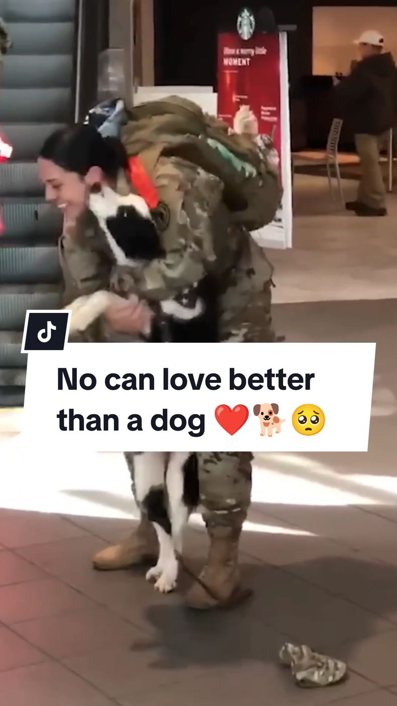 Dogs went mad with joy after being reunited with their military owners 😍🥺 #dog #dogsoftiktok #doglovers #military  #reunion #reunited #fyp 