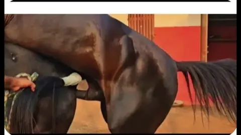 The Horse Mating Process: Understanding the Union of Stallion and Mare 🌺🫣 #horse #horsebreeding #breedinghorse #breeding #todaybreedingform #usahorse #wowbreeding #horselover #beedinglover #trending #tiktok #viral #today #fyp