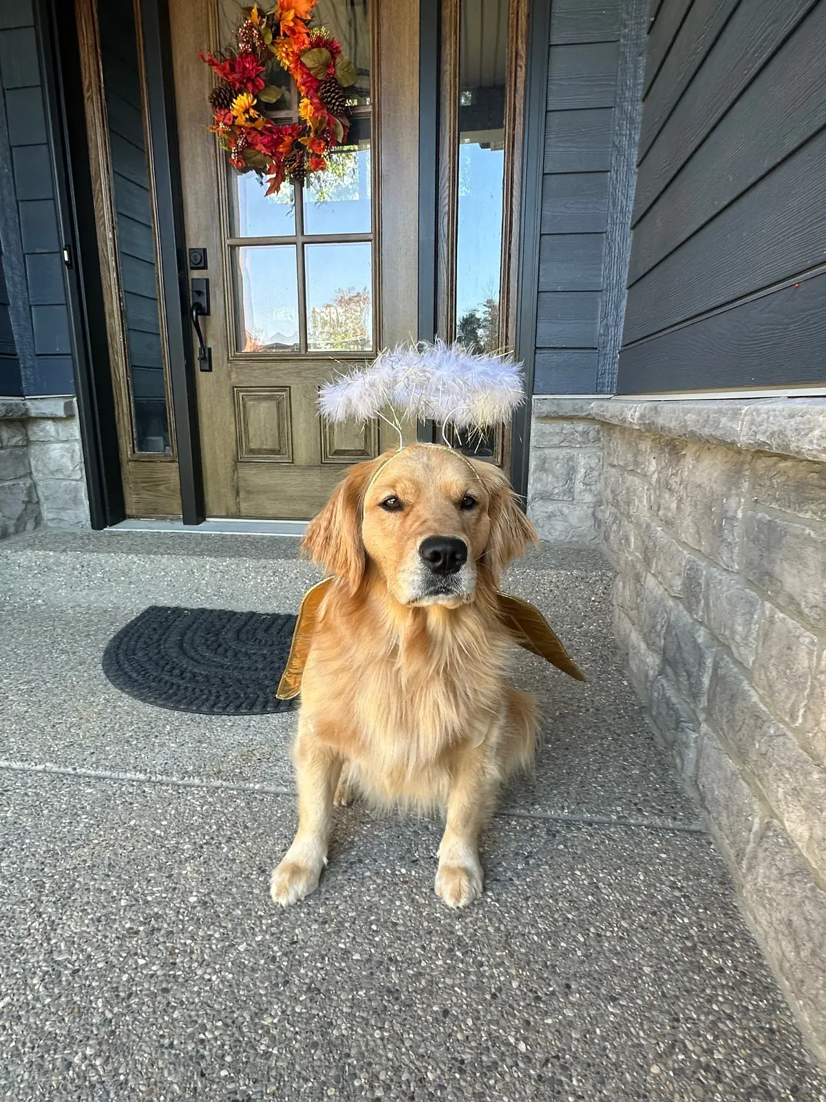 #happyhalloween #pethalloween #dogcostume #catcostume #goldenretrieverlife #mainecoon #dogandcat #funnypets 