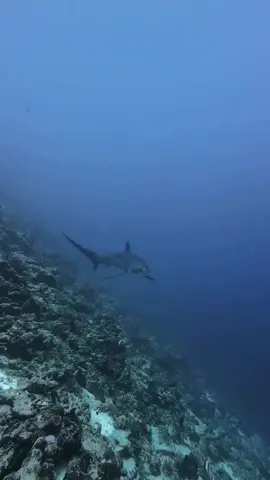 Meet the thresher shark! 🦈 Known for their whiplash tail that's almost as long as their body, these graceful hunters use their powerful tails to stun prey before swooping in for the catch. Found in deep waters, thresher sharks are shy yet curious, and spotting one is truly a diver's dream 💙 🎥 IG 'ansaar._'