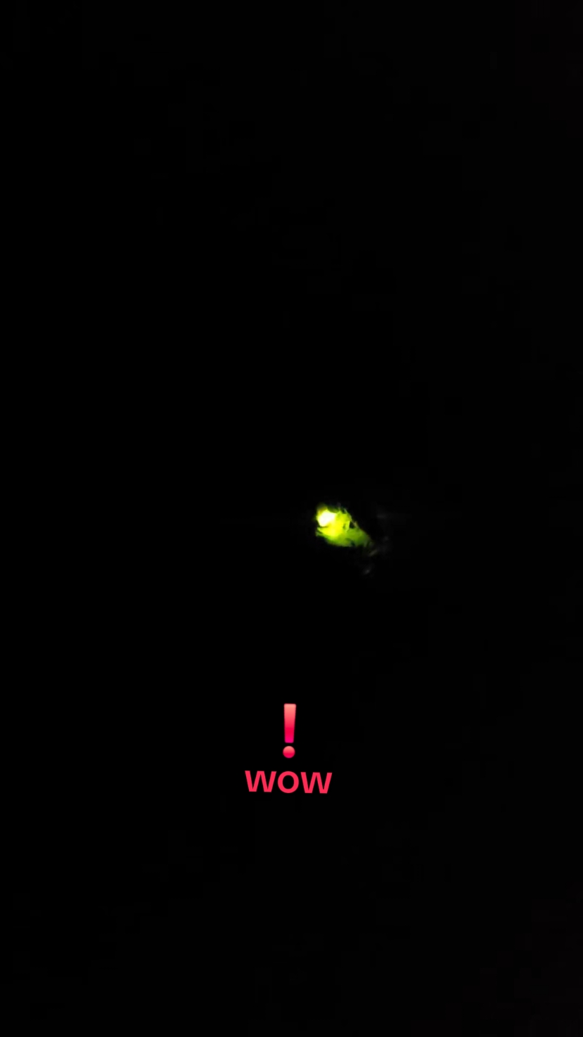 this little guy came to say Hi🥰 #nature #onceinawhile #glow #worm