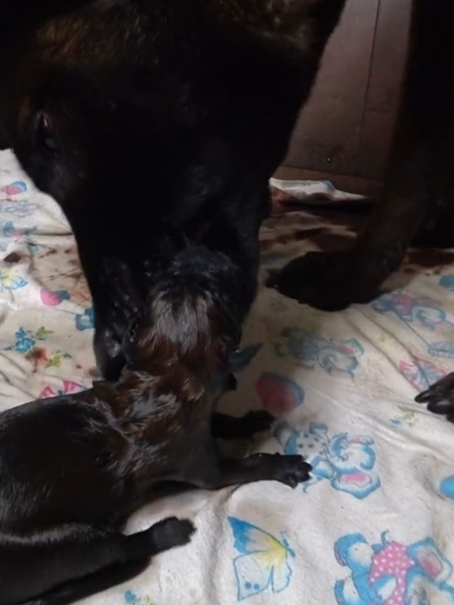 Mom dog licks a newborn puppy , Linda Malinois. My YouTube channel: Alexander Mamaychuk #MalinoisLinda #malinoispuppy #Malinois #belgianshepherd #GermanShepherdNicole