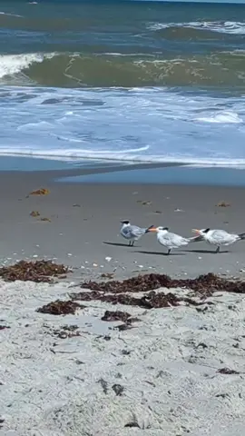 Terns at Melbourne Beach Florida 