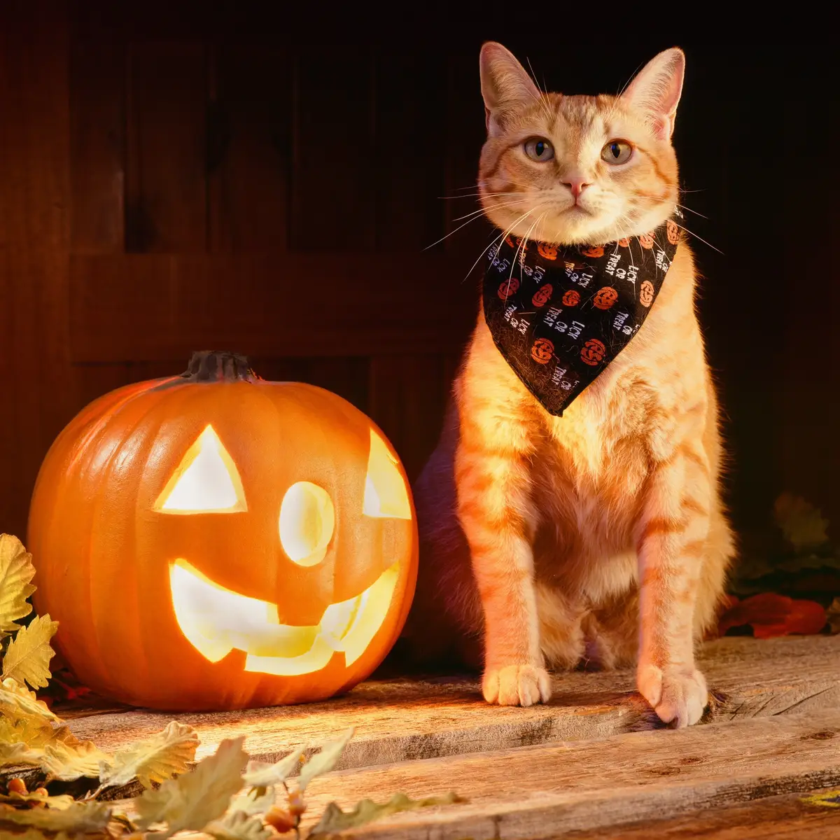 These good boys and girls want treats - not tricks! Happy #Halloween! 👻 What is your pet dressing up as for halloween this year? #costume #halloween2024 #petcostume