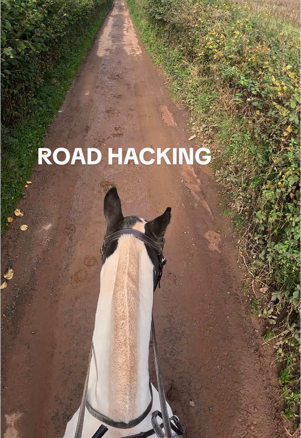 “shall we have a trot?” 😂 Monty is going to be like an automatic car.. no effort required 😆 #horses #hacking #horsesoftiktok #horsetok #horseriding #equestrian #ASMR #gopro #foryou #fyp #fypviral 