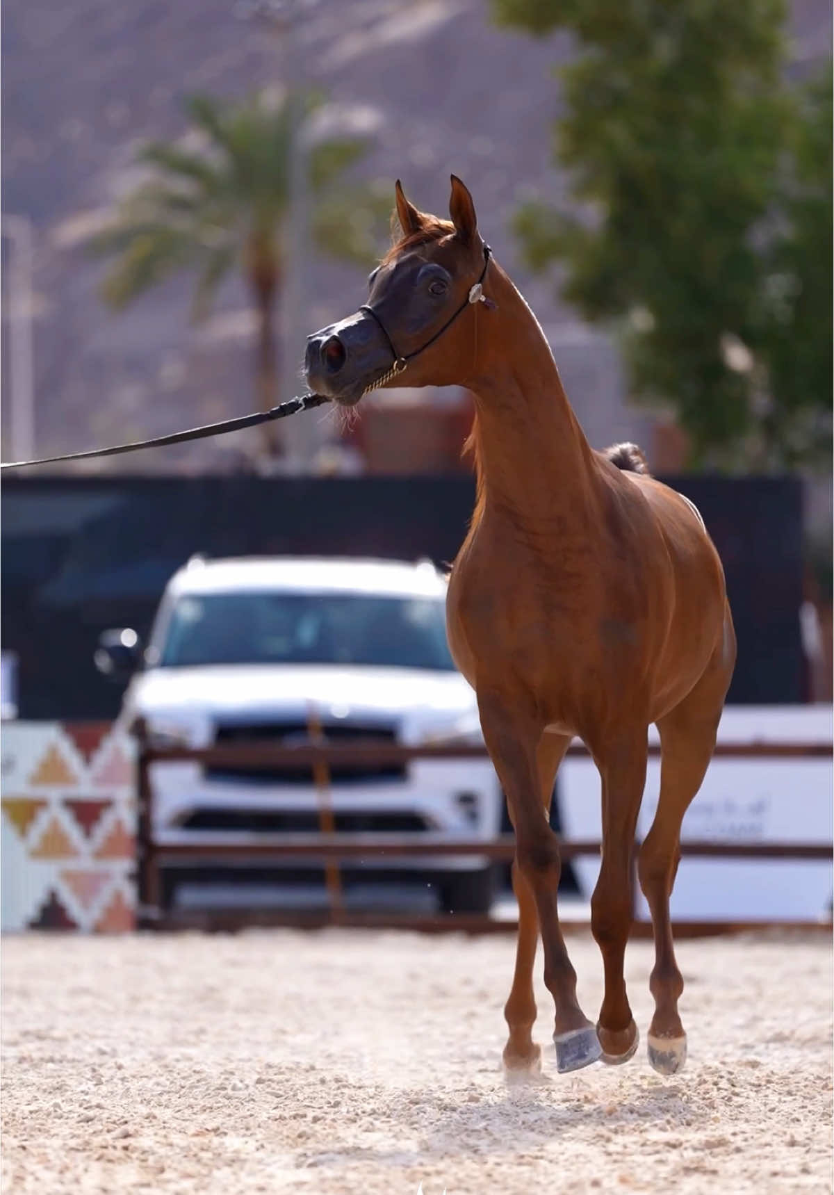 بطولة حائل الدولية لجمال الخيل ♥️  @بطولة حائل لجمال الخيل 🐎  #بطولة_حائل_الدولية_لجمال_الخيل_العربية_الاصيلة