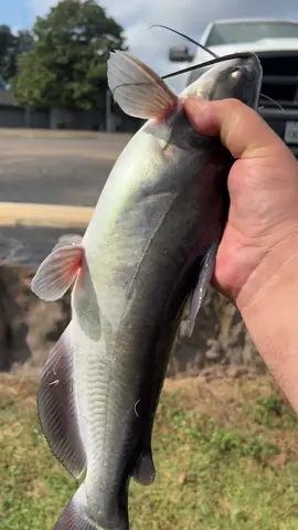 Replying to @Spike chicken fried fish?? #fyp #catchcleanandcook #beardedfisherman #fishing #fish 