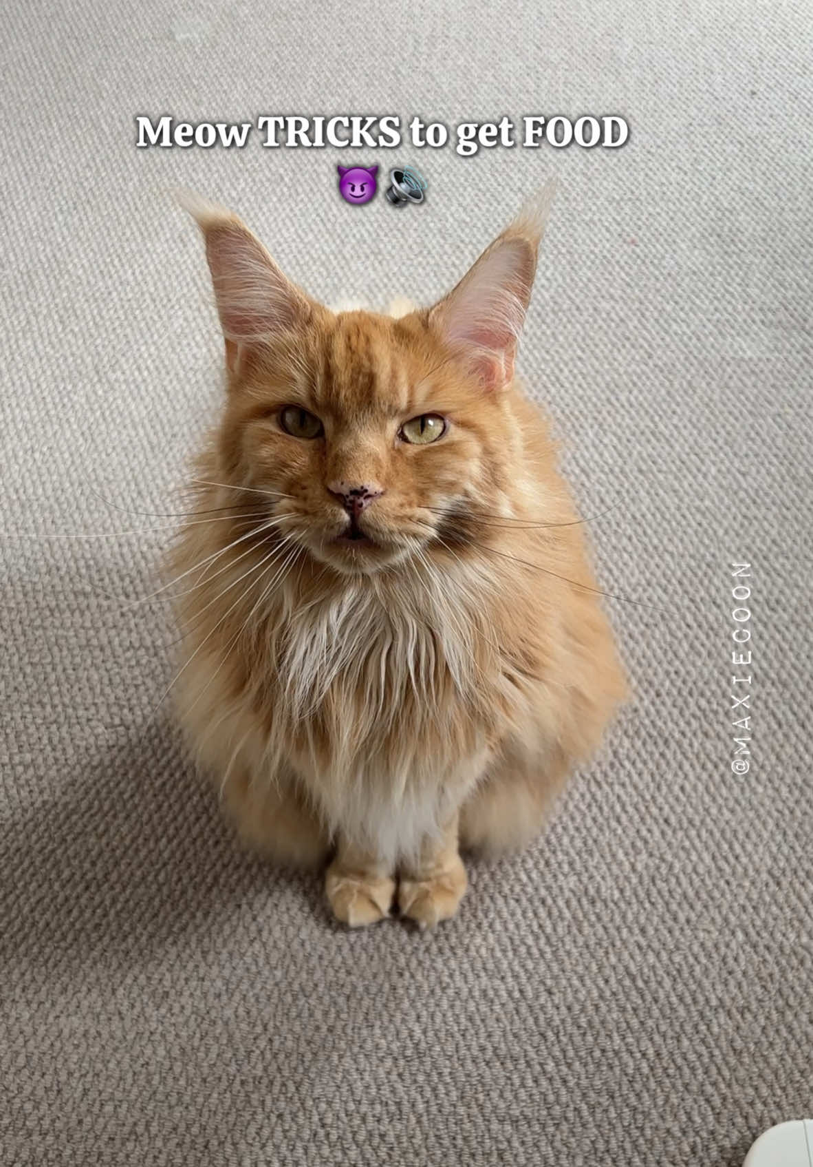 🔊Meow Tricks to get Food 😼 Which one is your fav?✨  #catsounds #mainecooncats #lifewithcats #maxiecoon 