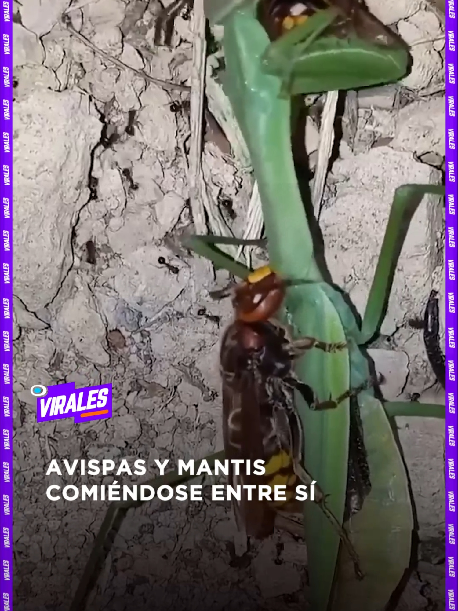 #Virales · Un usuario de redes sociales capturó el impresionante momento en el que una avispa se come viva una mantis, mientras ésta se come también a otra avispa viva. Créditos: RRSS #RedUno #Insectos #Animales #Curioso