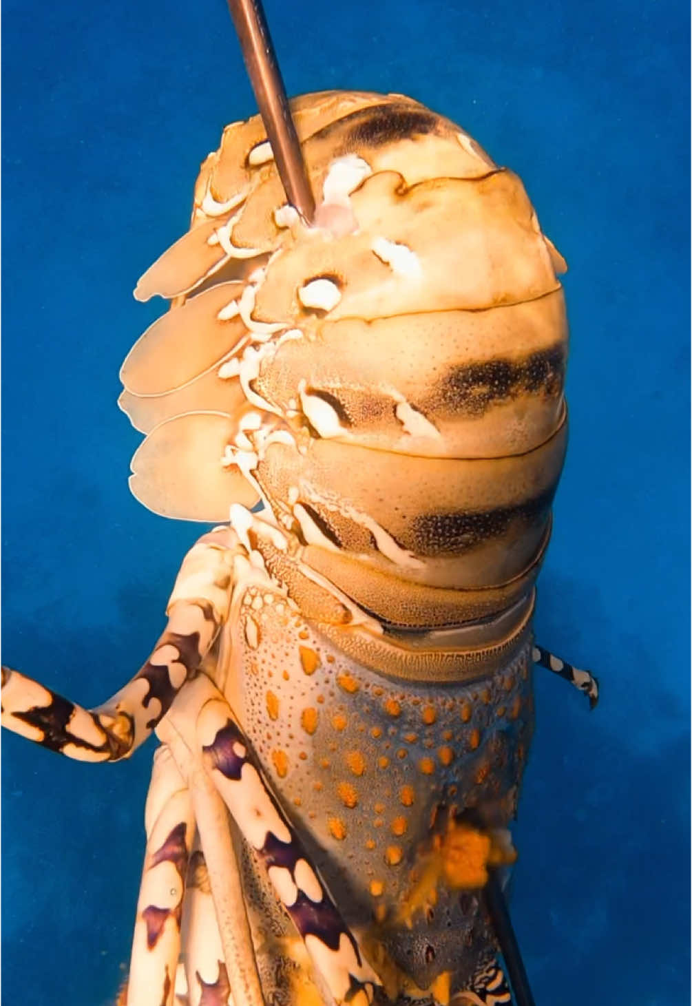 Giant softshell lobster! #spearfishing #fishing #fyppppppppppppppppppppppp 
