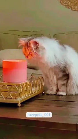 Cat VS Candle.#cats #cutecats #foryou #funnytiktok #funnyvideos #usa #funnyanimals #fypシ #viral #funnycat #funnypets #catlover 
