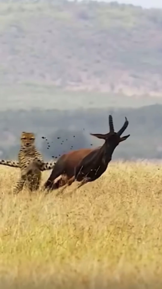 Cheetah, Hewan Paling Cepat di Dunia sedang Berburu Mangsanya #cheetah #antalope