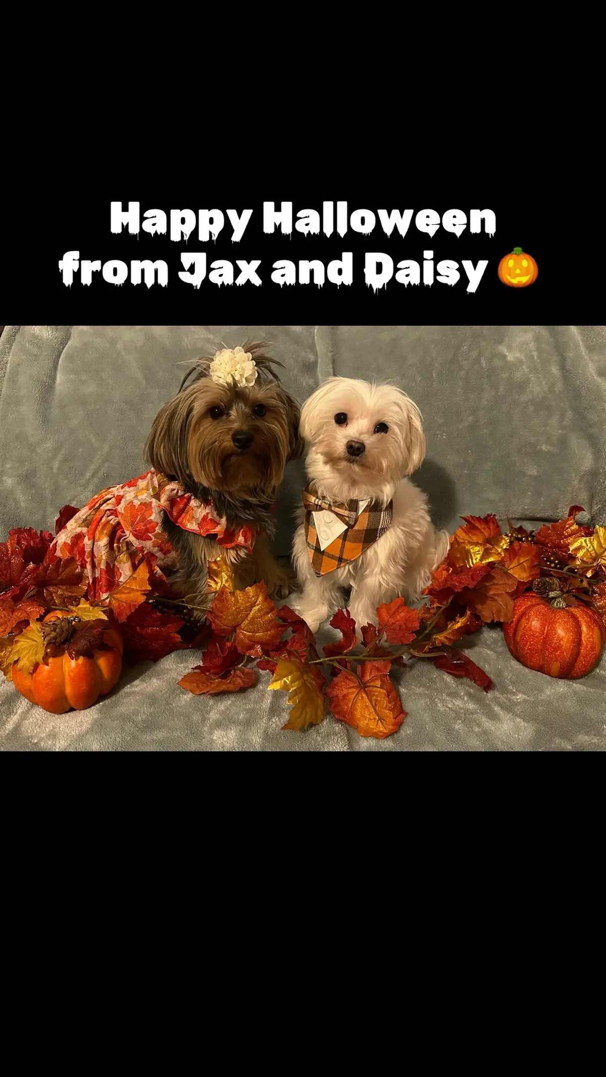 #halloween #dogsoftiktok #yorkie #maltese