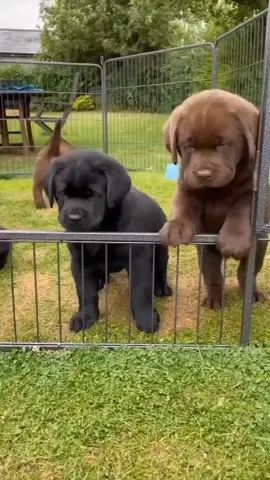labrador retriever puppies for adoption  #labradorretriever #labrador