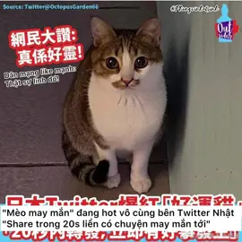 Tâm linh một chút ạ. Hy vọng em mèo may mắn sẽ mang đến may mắn cho ai thấy ẻm 🥰🥰 #meomayman #mayman #meo #meomaymannhatban 