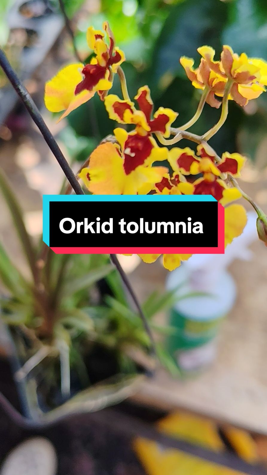 #tolumniaorchid 