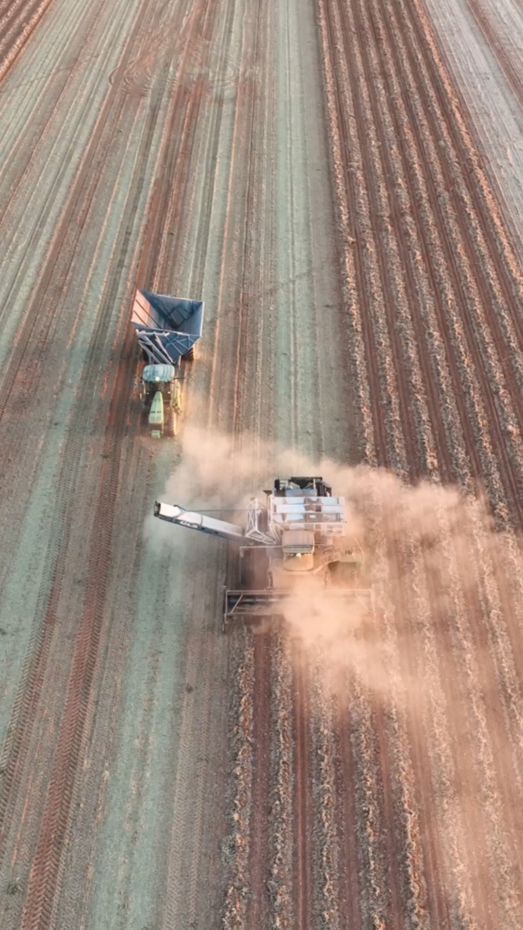 peanut harvest 2024 #farming #peanuts #tractor #farm #agriculture #johndeere #amadas #farmlife #texaspeanuts 