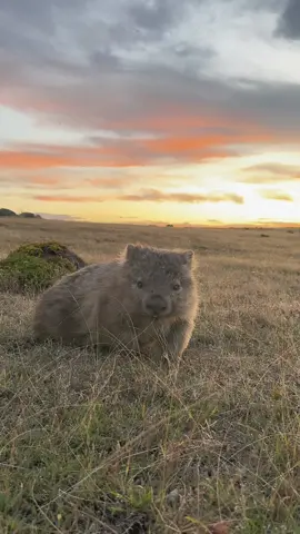 Brightening your feed with some friendly Aussie faces 🦘We reckon our local creatures are among the world’s cutest - and visiting them on an Aussie holiday is a bucket list tick you definitely won’t want to miss.  🎥:  @Ross Long    #SeeAustralia #ComeAndSayGday #WATheDreamState #ThisIsQueensland #SeeSouthAustralia #DiscoverTasmania #TravelTok #Travel #BucketList #Holiday ID: A series of videos show wildlife in their natural habitats, including a kangaroo on a beach, a quokka chewing on a leaf, baby turtles swimming, a seal rolling in grass, a wombat relaxing during sunset and a pod of dolphins swimming.