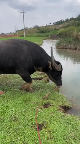 kerbau 🐃 mau nyebur dulu #fyp #tiktok #foryou #viral #4u #masukberanda #flksyaguys🥰biarrame🥰 #trending #fypdonggggggg #fypシ #kerbau 