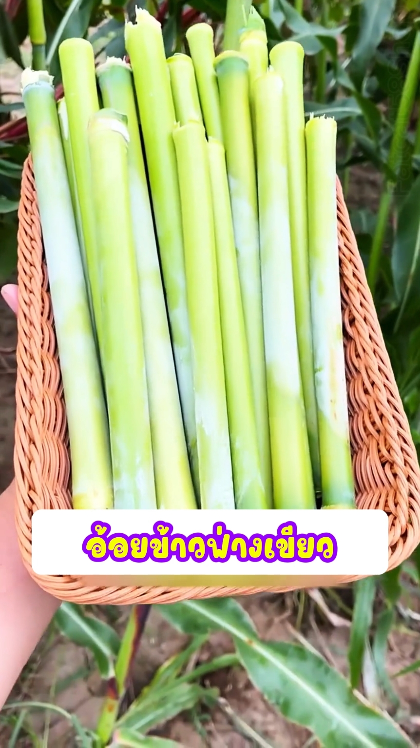 หวานหอมเนื้อนิ่มเคี้ยวเพลิน #อ้อยข้าวฟ่างหวาน #พันธุ์ดกพิเศษ #เมล็ดพันธุ์แบ่งขาย 