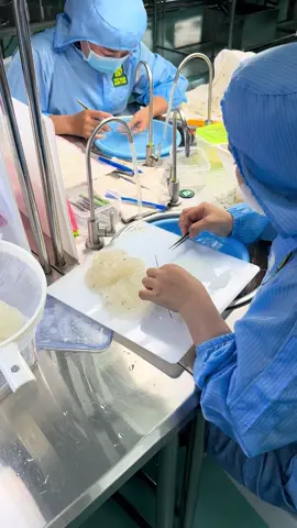Nhặt lông 😀 #thienphutv #yensao #nghenuoiyen #toyen #vietnamquocyen 