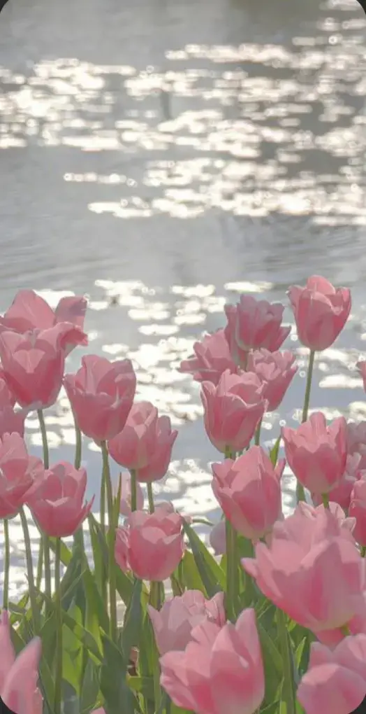 #fotobungaaesthetic #tulip #pink #aesthetic #fyppppppppppppppppppppppp #bungacantik🌻🌼🌹 #tulip #Love #pictures #flower 