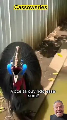 Conteúdo apoiado por Zoo de SP #fy 