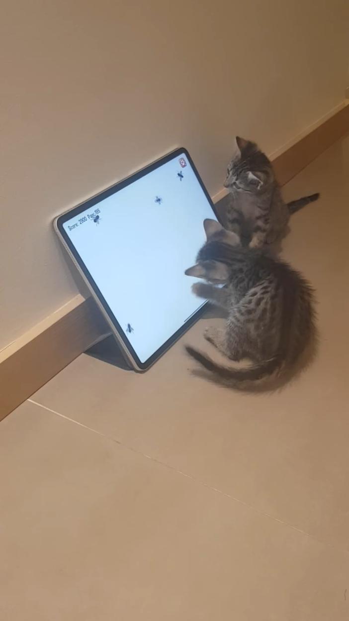 My two rescue kittens have turned the hallway into their playground, and their favorite game is 