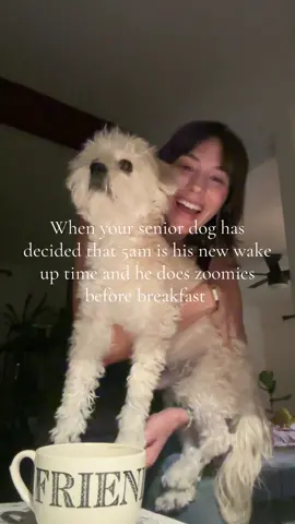 I am a morning person now? Against my will- but i would do ANYTHING for my heart dog. I love him so much 🥹 #seniordog #seniorchihuahua #seniorshihtzu #olddogsoftiktok 