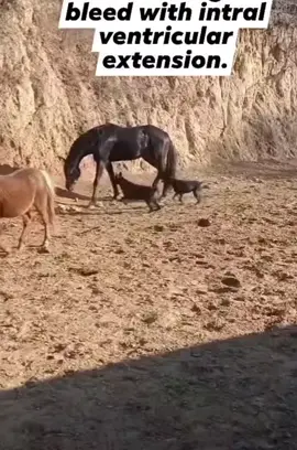 Yikes 😱 horse parked that dog 🐕 left it with bleeding in the 🧠 A horse kick can be extremely powerful, with a force of up to 2,000 pounds (8,722 Newtons). This is more than double the force of a world champion heavyweight boxer’s punch. #horsekick #horses #horselover #horselife #horsesofinstagram #dog #guarddog #guarddogs #mysleezywildlife 