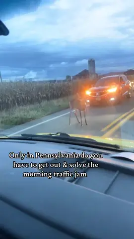 Poor guy #pennsylvania #deer #buck 