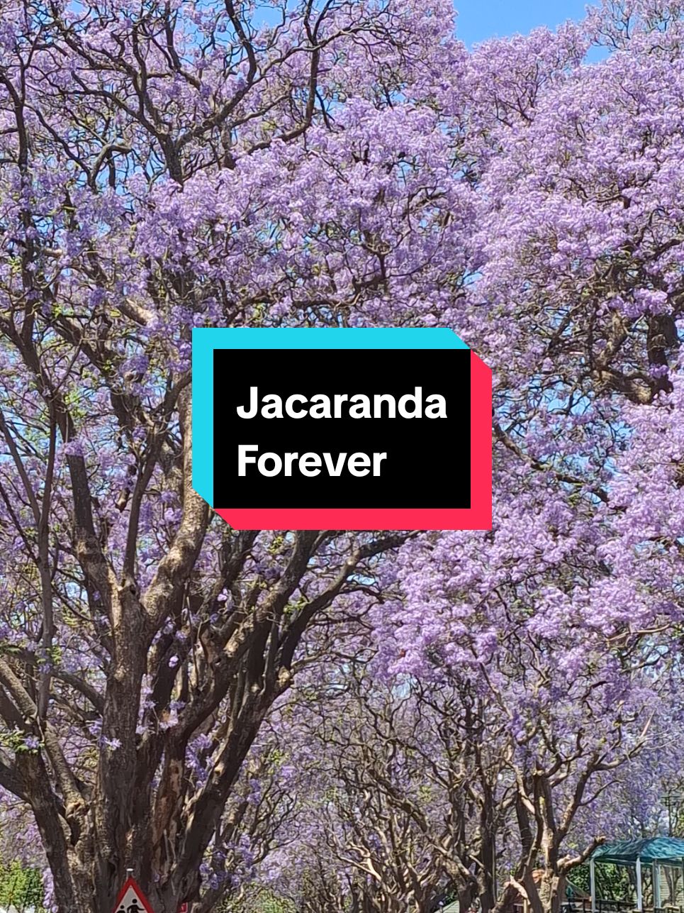 Jacarandas flowering in Johannesburg in one walking shot #jacaranda #blossom #johannesburg #southafrica 