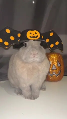Happy Halloween🎃👻#pourtoi #lapin 